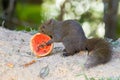 Cute squirrel eating ripe papaya in Malaysia, Asia